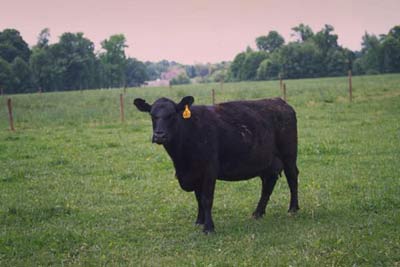 Angus